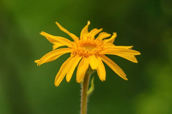 Arnika montana çiçek — Stok fotoğraf