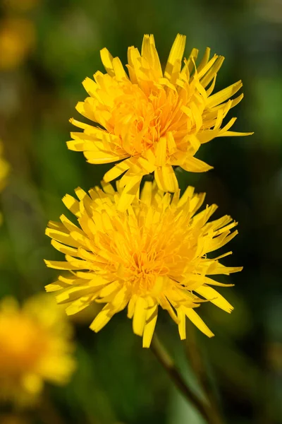 Flores de diente de león en un prado — Foto de Stock