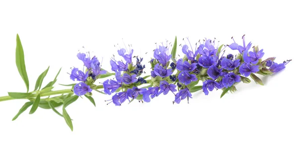 Fiori issopo freschi — Foto Stock