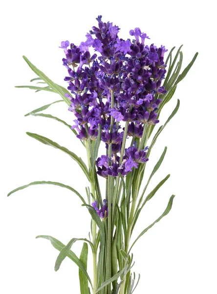 Flores de lavanda cacho — Fotografia de Stock