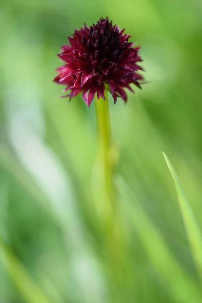 Nigritella nigra çiçek — Stok fotoğraf