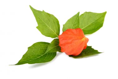 Physalis alkekengi şube