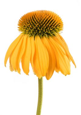 Sarı Coneflower (Echinacea paradoxa)