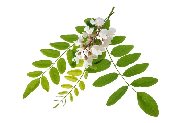 Acacia Branch with  flowers — Stock Photo, Image