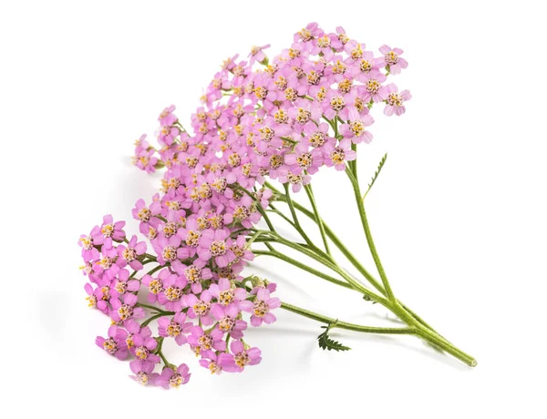 Pink yarrow flowers — Stock Photo, Image