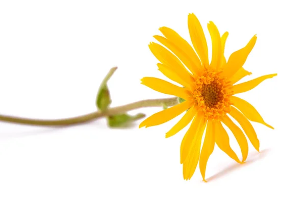 Flor de Arnica montana — Foto de Stock