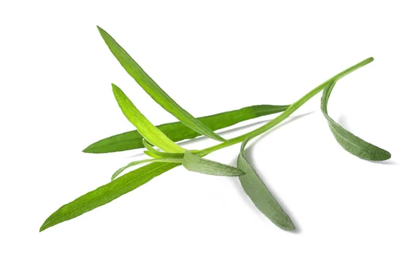 Estragono (Artemisia dracunculus ) — Foto Stock