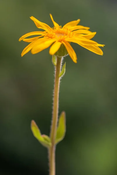 Arnika montana çiçek — Stok fotoğraf