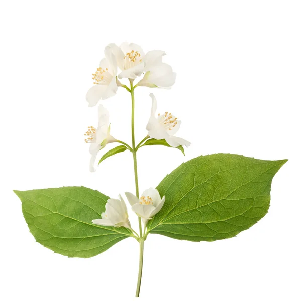 English dogwood  flowers — Stock Photo, Image