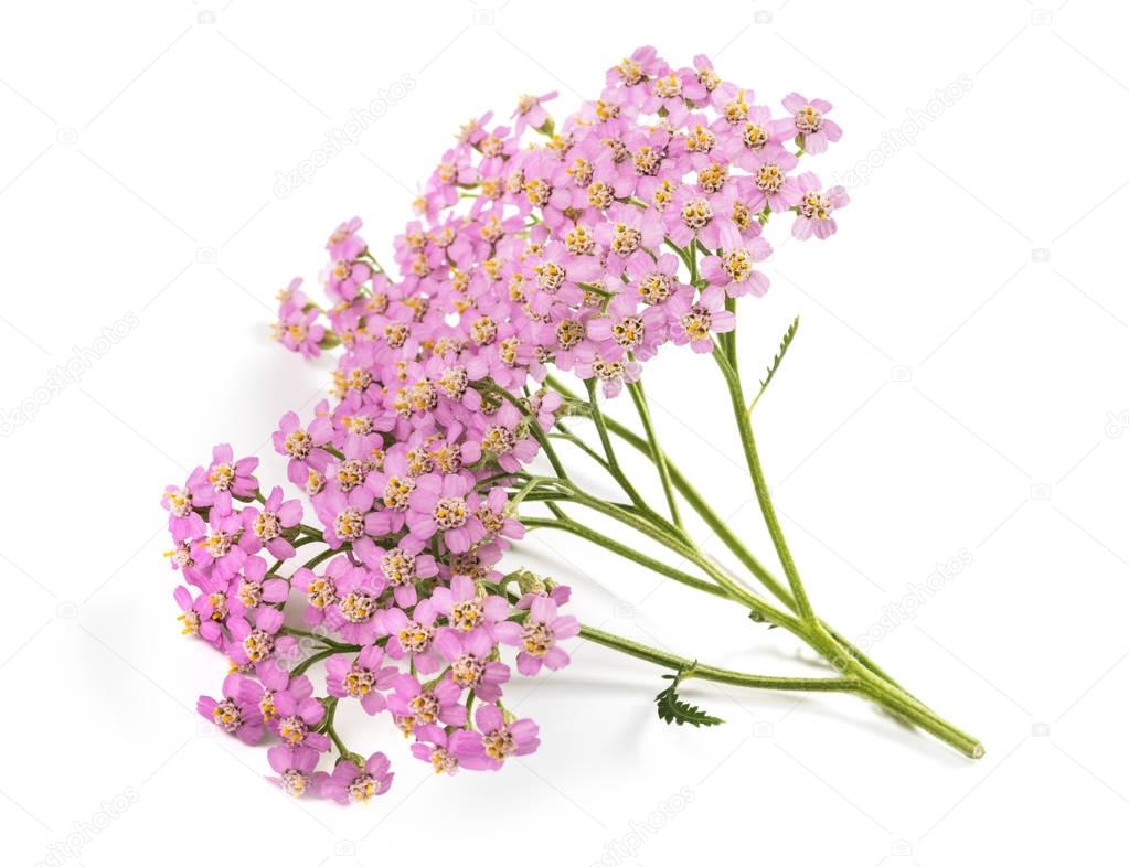 Pink yarrow flowers