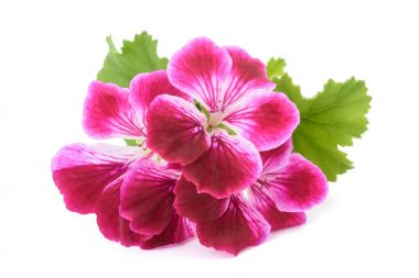 Itır grandiflorum Imperial