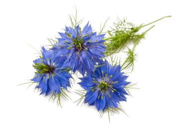 siyah kimyon (nigella sativa )