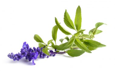 Ada çayı farinacea çiçek