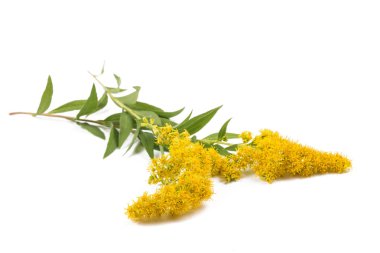 Altın Başak (Solidago kızgözü)