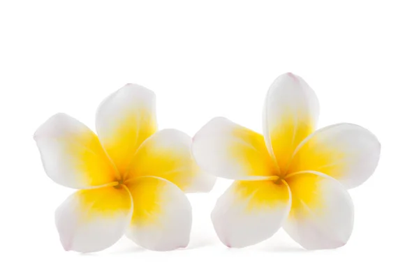 White Frangipani flowers — Stock Photo, Image