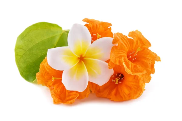 Frangipani und Cordia subcordata — Stockfoto