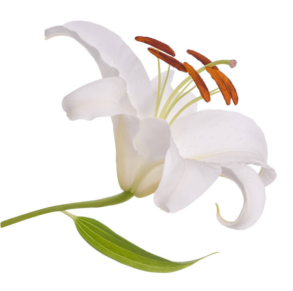 White lily flower 