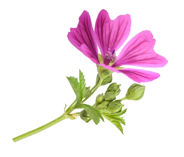 Mallow plant met bloem — Stockfoto