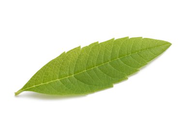 Louisa Herb yaprak