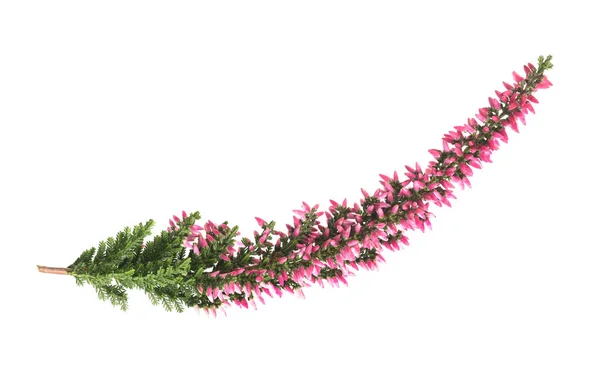 Calluna fleurs (Calluna vulgaris  ) — Photo