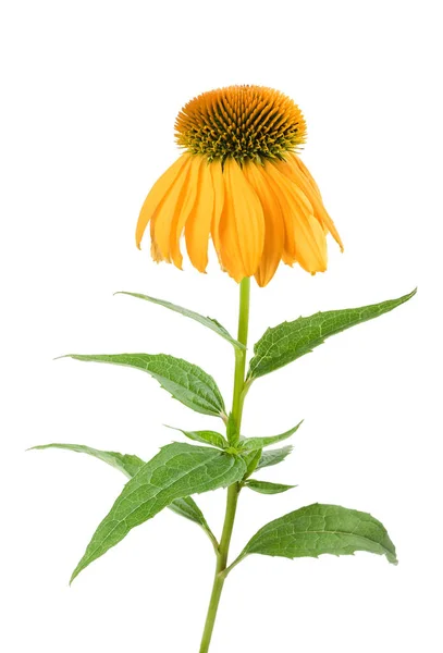 Κίτρινο Coneflower φυτών — Φωτογραφία Αρχείου