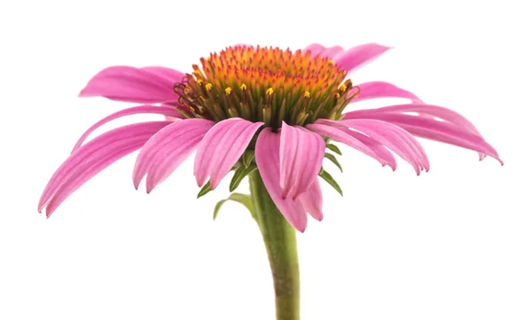 Pink coneflower (echinacea) — Stock Photo, Image