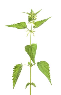 çiçeklerle ısırgan