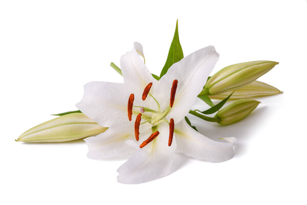 White lily flower