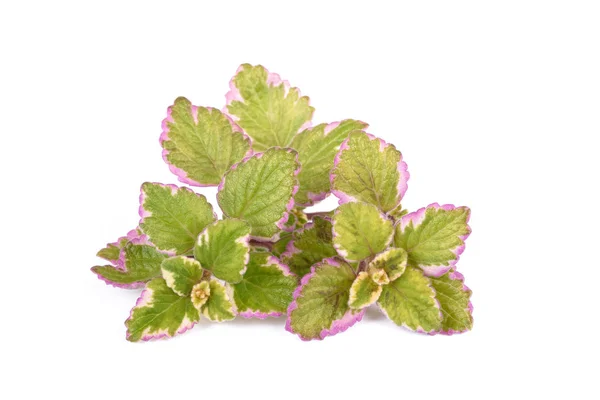 Rökelse (Plectranthus coleoides ) — Stockfoto