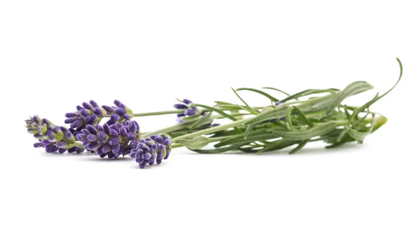 Lavendel bloemen bos — Stockfoto