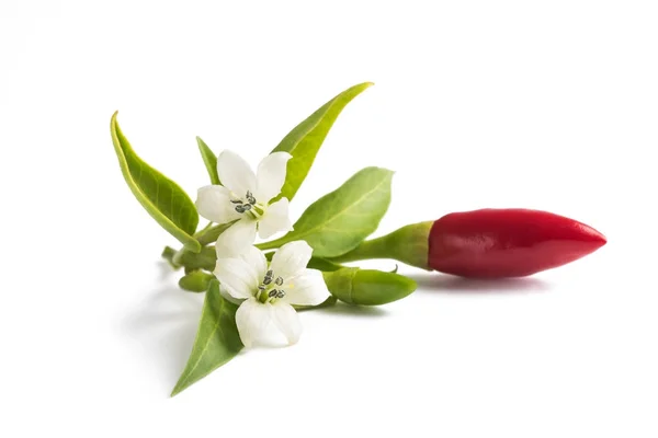 Chili peppers whit flowers — Stock Photo, Image
