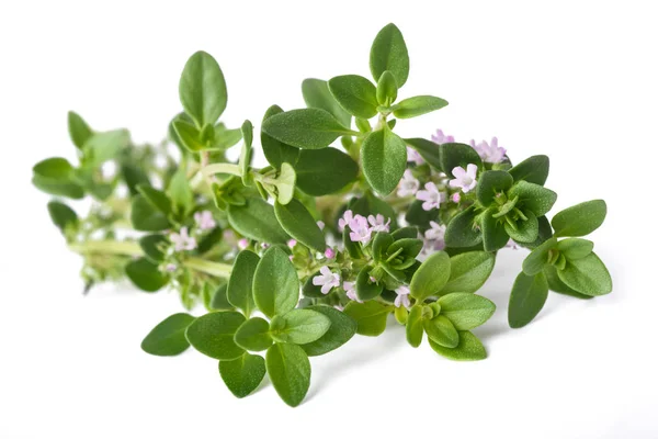 Tomillo con flores —  Fotos de Stock