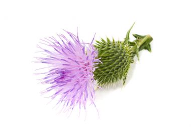 süt thistle çiçek 