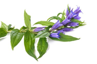 Gentiana (söğüt centiyana )