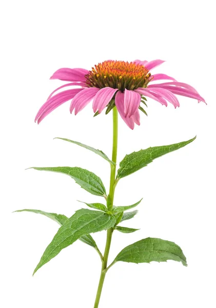 Pink coneflower (echinacea) — Stock Photo, Image