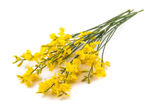 Λουλούδια κίτρινα ακανθώδεις θάμνους — Φωτογραφία Αρχείου