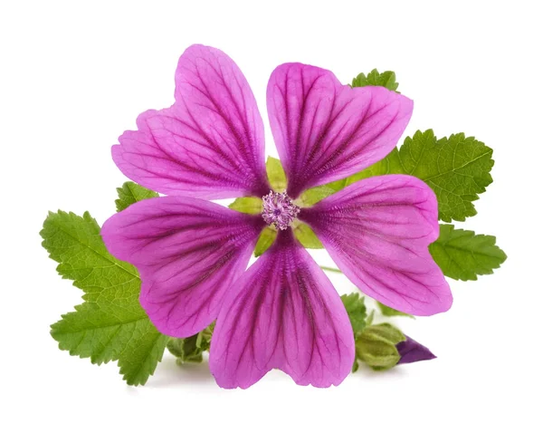 Malva växt med blomma — Stockfoto