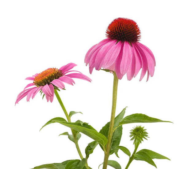 Coliflores rosadas (equinácea ) — Foto de Stock