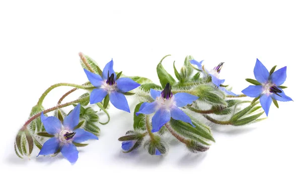 Borragem (Borago officinalis ) — Fotografia de Stock