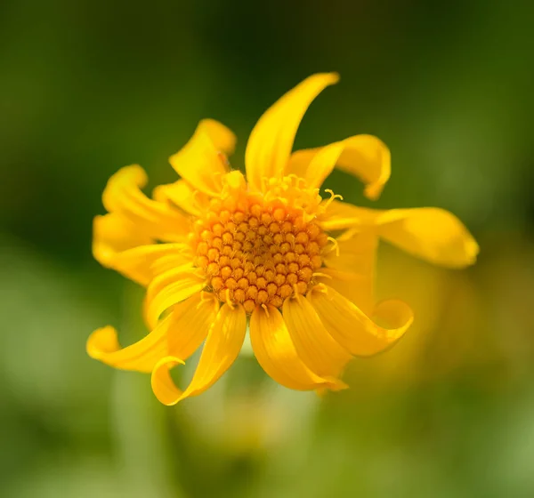 Арніка Монтана квітка — стокове фото
