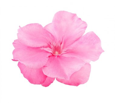 oleander Nerium çiçek