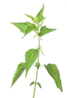 çiçeklerle ısırgan