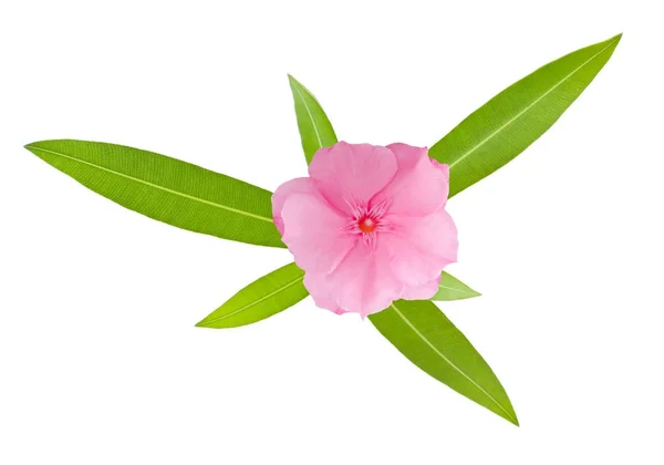 stock image Nerium Oleander sprig