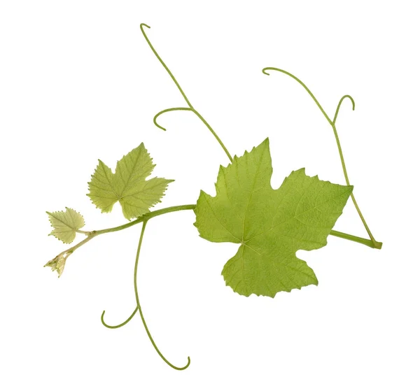 Vine gren med blad — Stockfoto