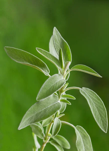 Zsálya növény (salvia officinalis) — Stock Fotó