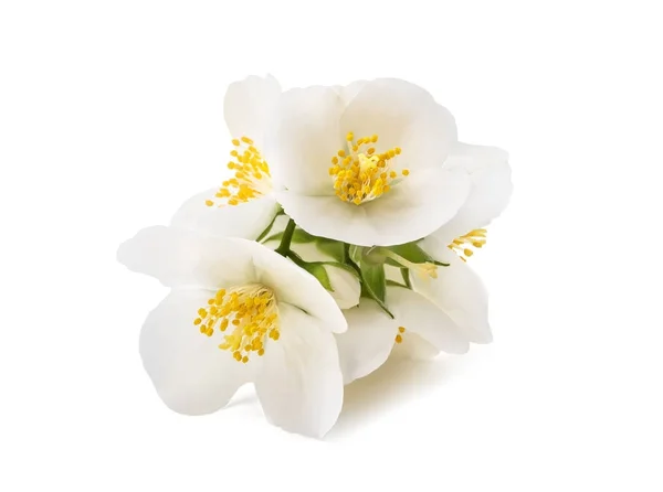 İngiliz kır çiçekleri — Stok fotoğraf