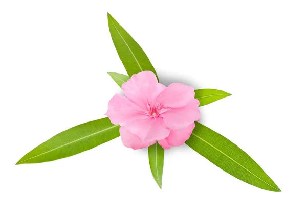 Oleander branch with flower — Stock Photo, Image