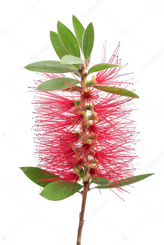 bottlebrush flower ( callistemon)