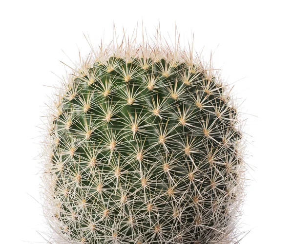 Planta de cactus aislada —  Fotos de Stock