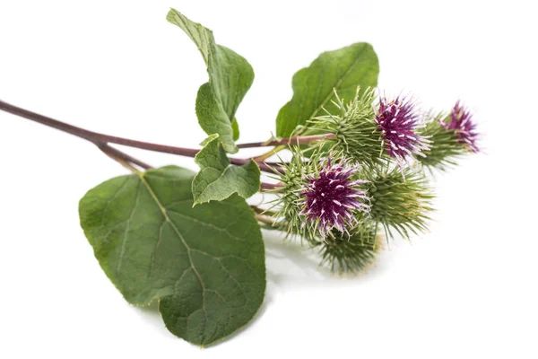 Greater Burdock flowers — Stock Photo, Image